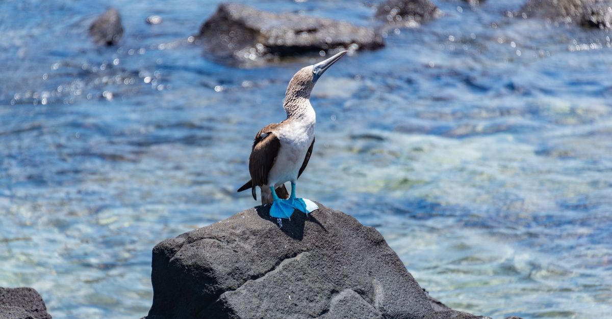 A blue-footed booby on a Galapagos island.