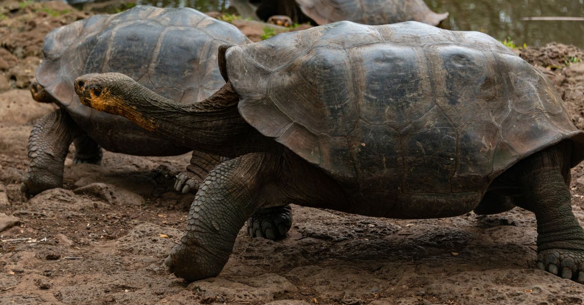 A giant tortoise in the Galapagos highlands.