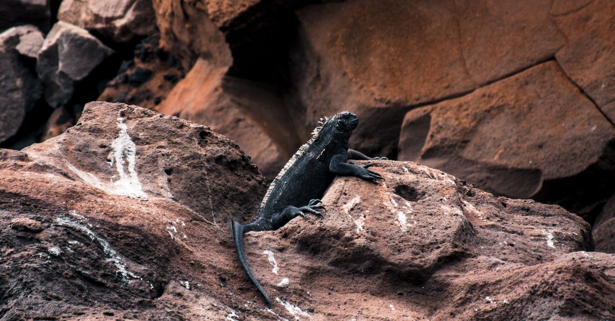 A marine iguana on black lava rock in the Galapagos.