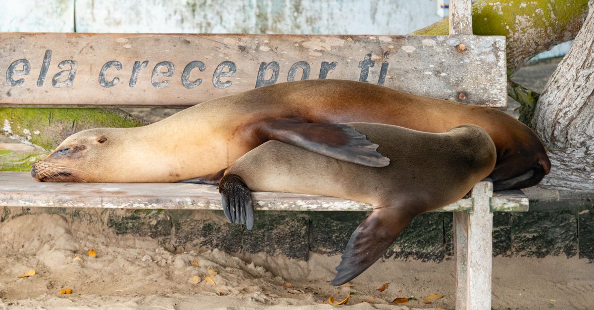 Sea lions resting on a Galapagos beach.