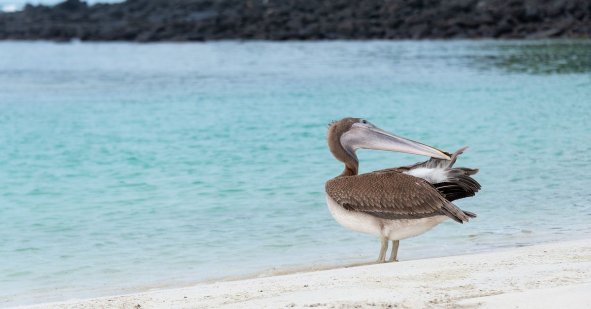 A white sand beach in the Galapagos Islands.